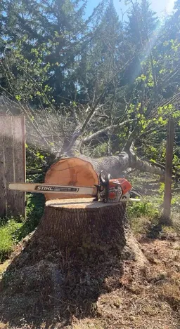 Tree Removal